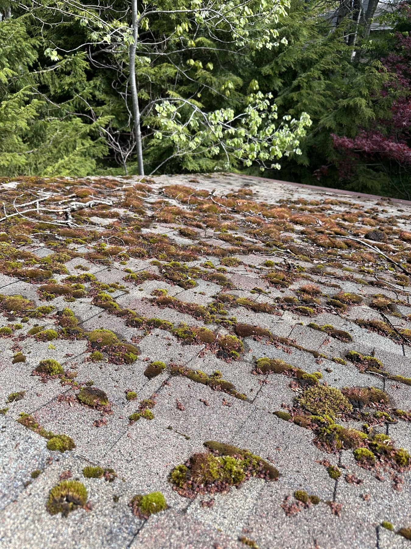 Raised green and brown moss clumps growing across an asphalt shingle roof near overhanging trees