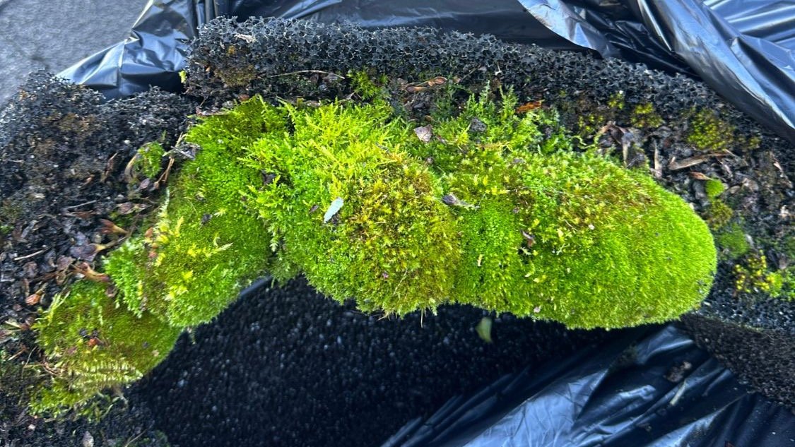 A thick mat of green moss lifted off a roof and sitting in a black garbage bag