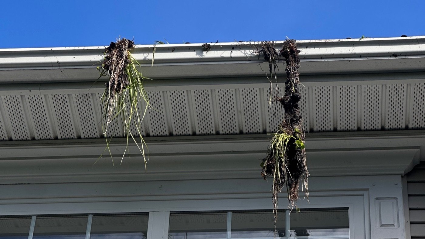Clumps of grass and soil hanging out of a clogged gutter