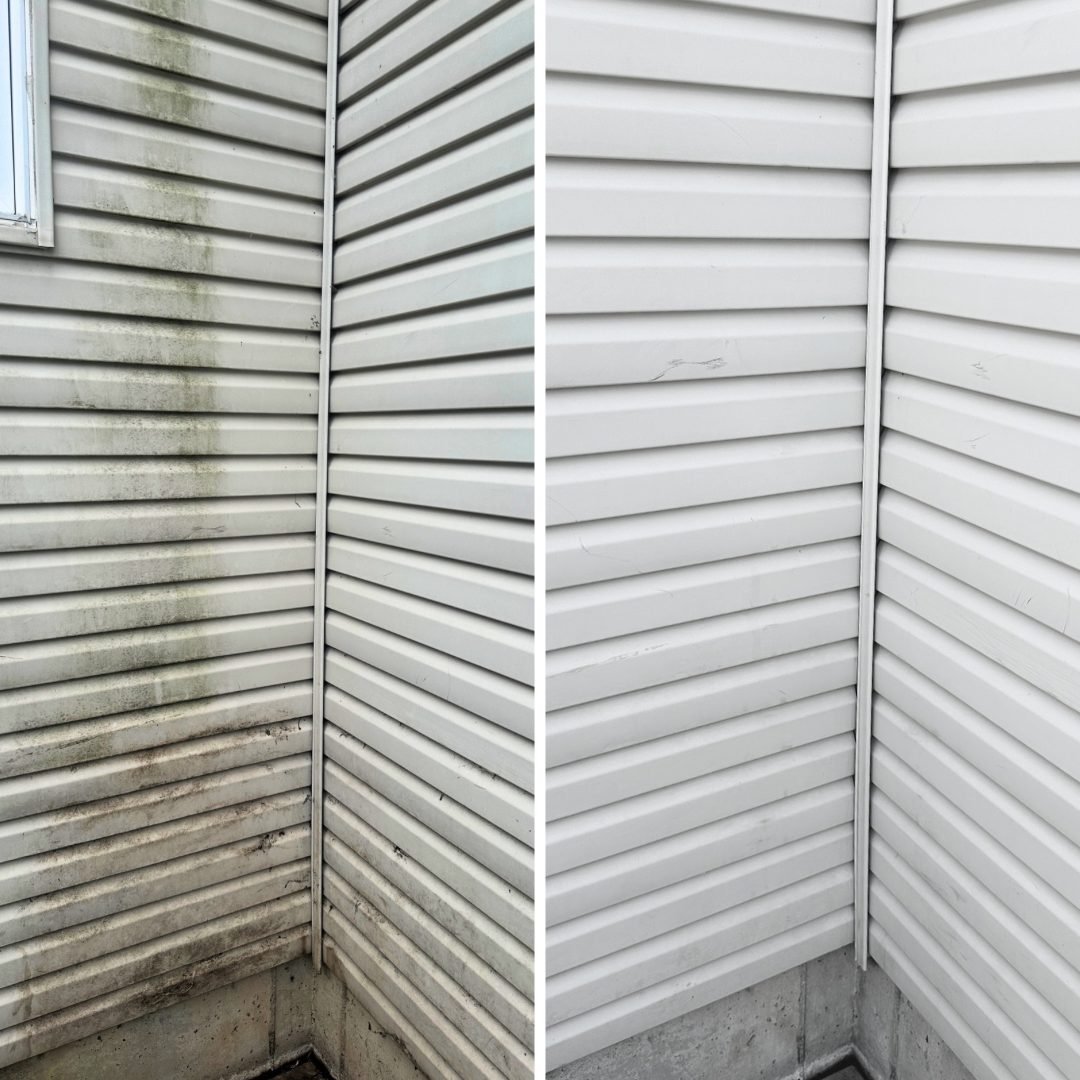 Vinyl siding before and after a professional cleaning, showing heavy algae staining removed